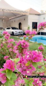 ارغب في فله اجار