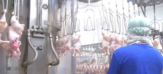 دجاج اوكرانى درجة أولى للبيع بسعر منافس