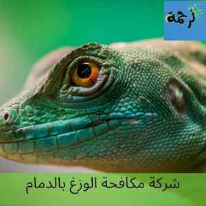 افضل شركة مكافحة الوزغ بالدمام متخصصة