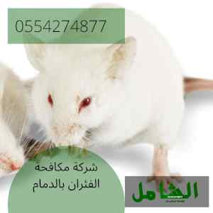 شركة مكافحة الفئران بالدمام المتخصصة