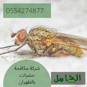 شركة مكافحة حشرات بالظهران متخصصة وخبيرة