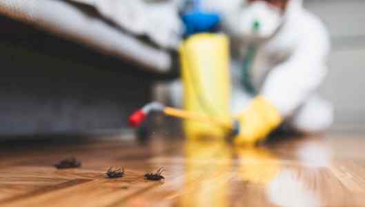 شركة مكافحة حشرات بالدمام خبرة بارخص الاسعار