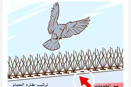 شركة تركيب مانع الطيور بالمدينة المنورة
