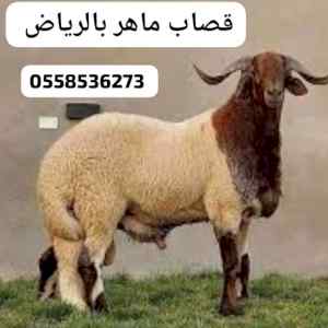 ارقام جزارين بالرياض 0558536273 قصاب ماهر جزا